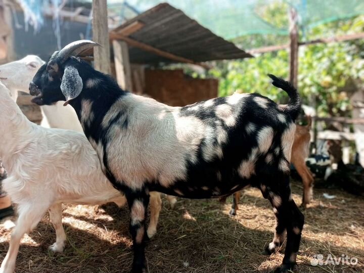 Козлята, козы