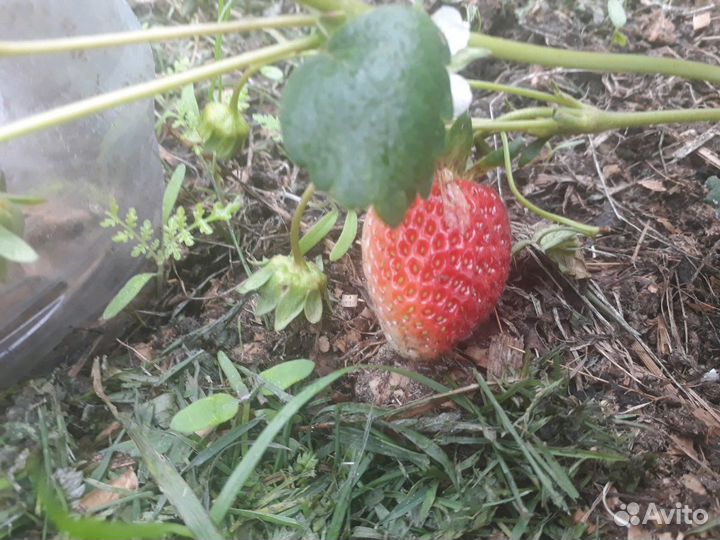 Рассада клубники