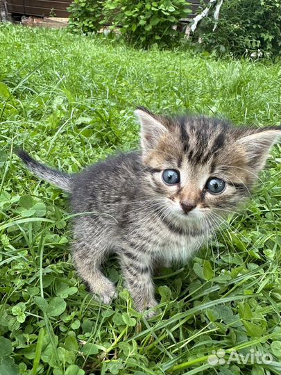 Котята в добрые руки бесплатно 1 месяц