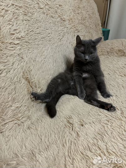 Котоняня с выездом