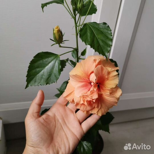 Гибискус махровый персиковый коралловый