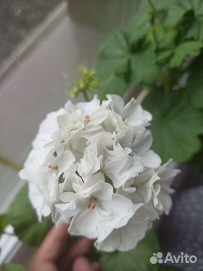 Пеларгония герань