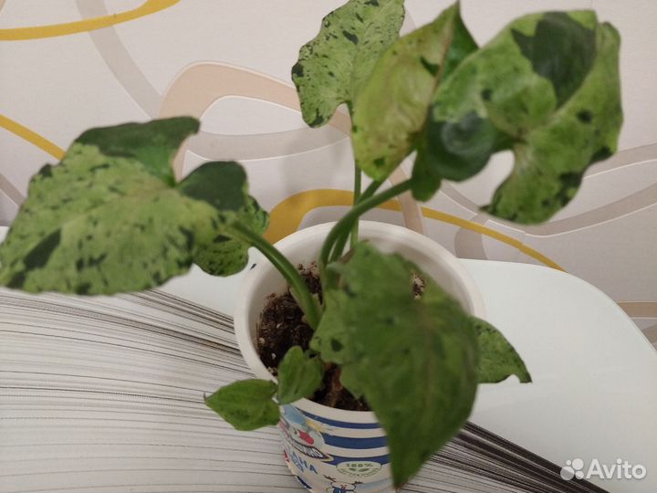 Сингониум серый призрак,мотлед