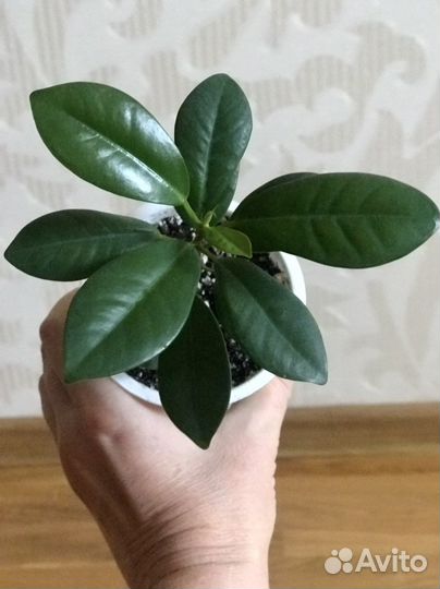 Толстянка и другие