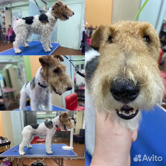 Груминг собак, кошек и др