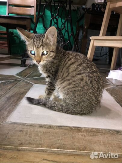 Котёнок безпородный