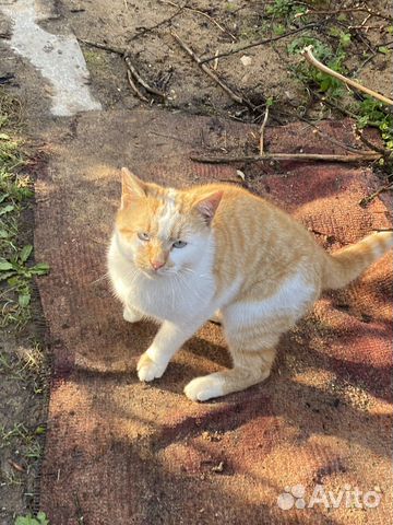 Кот в добрые руки, мальчик