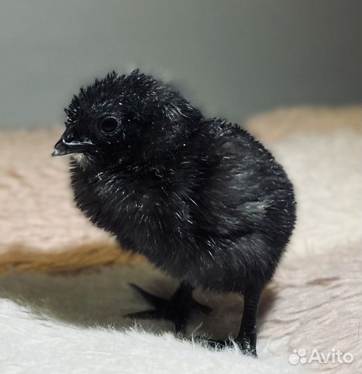 Цыплята ухейилюй