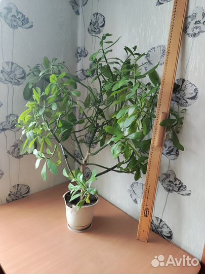 Синадениум