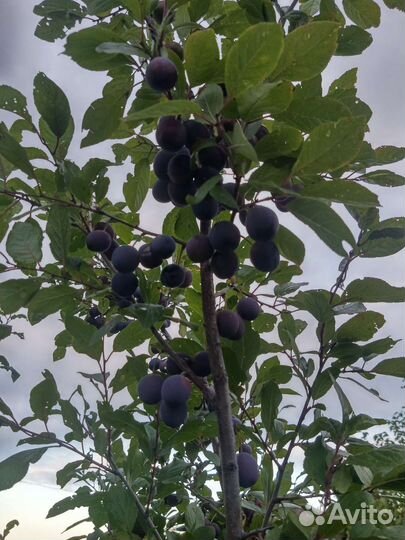 Терновник (дикая слива)