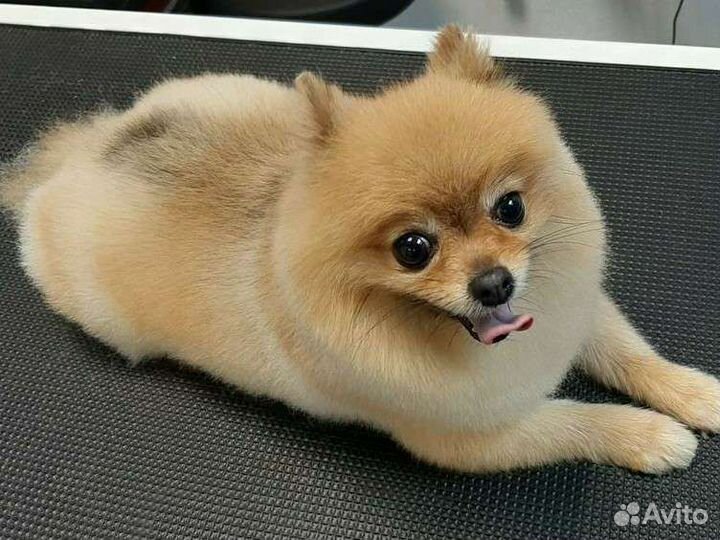 Стрижка собак и кошек