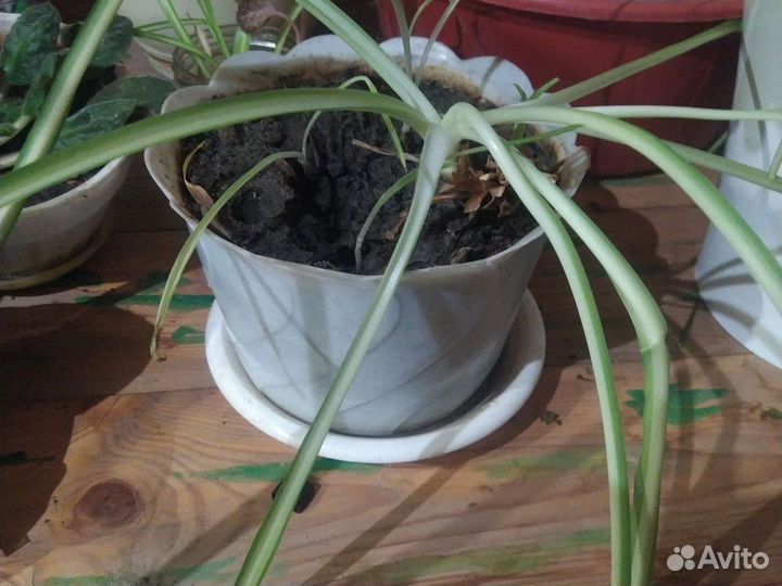 Хлорофитум