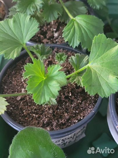 Пеларгония герань