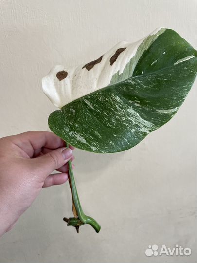 Монстера вариегатная alba