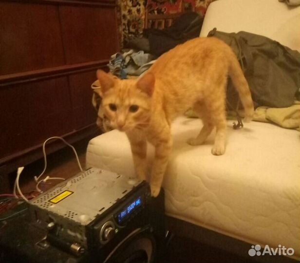 Солнечный рыжий, чудесный котик Любый