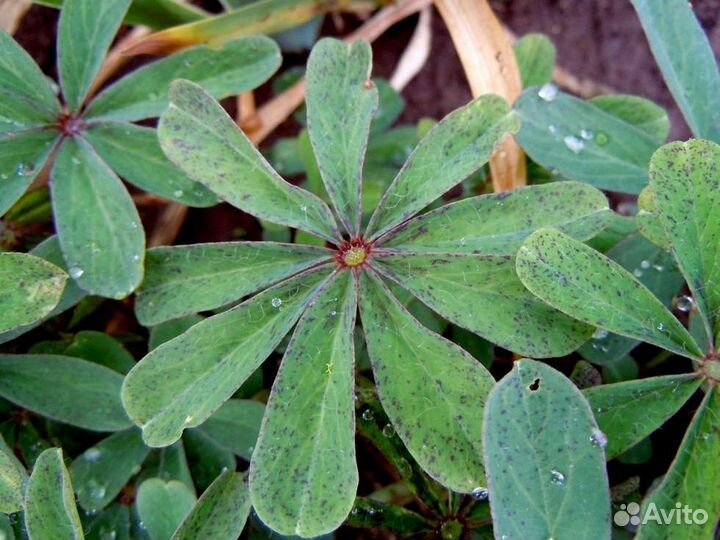 Оксалисы. Кислицы. Вулканическая