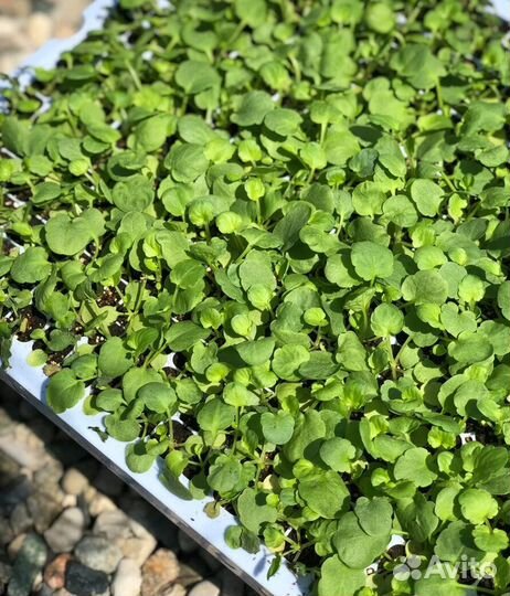 Рассада цветочная, Сеянцы и Черенки