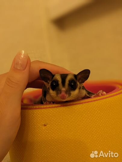 Белка летяга