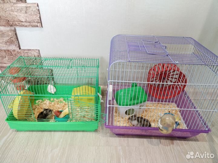Клетка для джунгарского хомяка