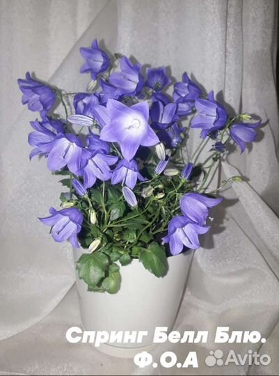 Кампанула.(жених и невеста,любов