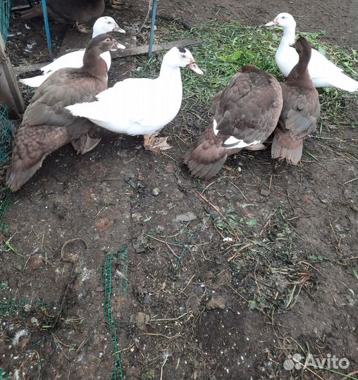 Мускусные утки тяжелые линии
