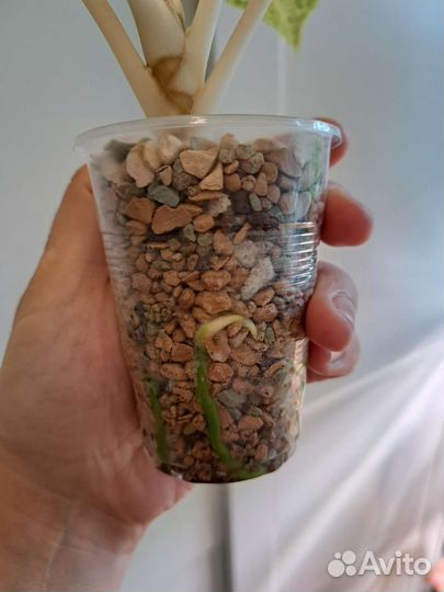 Аглаонемы Lak Sub Thong, Legacy red, White Lance