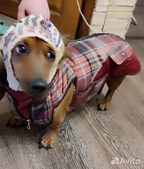 Шапка для собаки