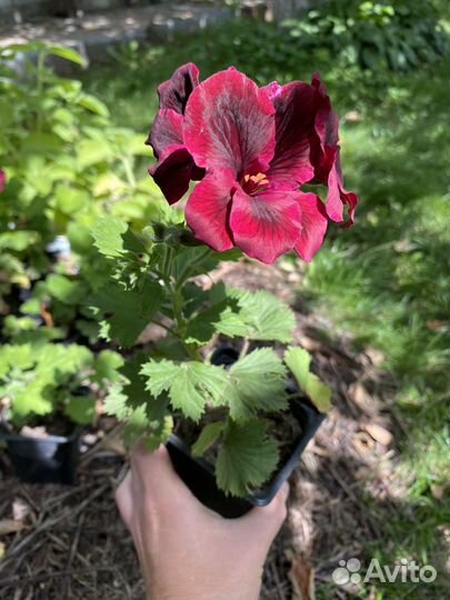 Пеларгония герань