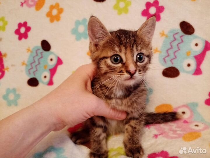 Котята очень красивые ручные 1,5 мес