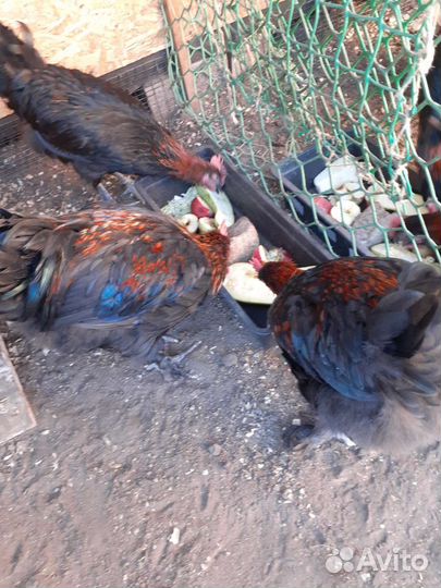 Петухи чёрно-медного марана