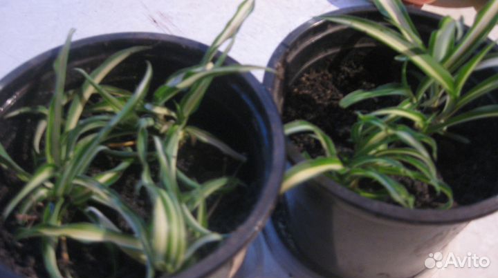 Хлорофитрум, крассула