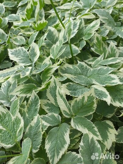 Почвопокровники