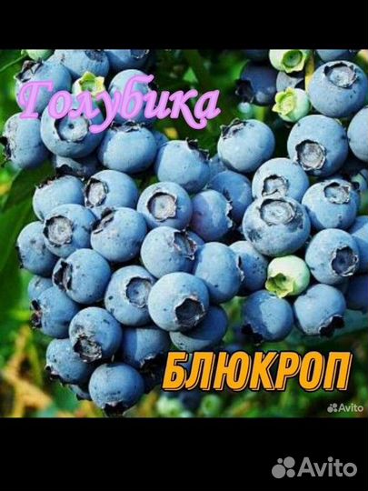 Саженцы ягодных культур