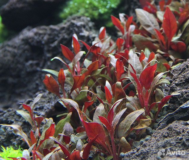 Аквариумные растения