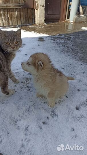 Щенки