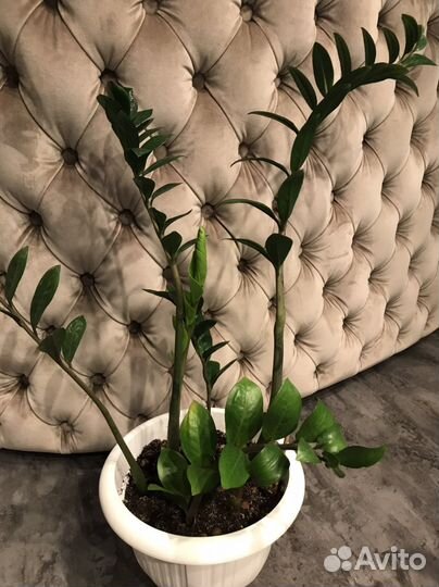 Замиокулькас