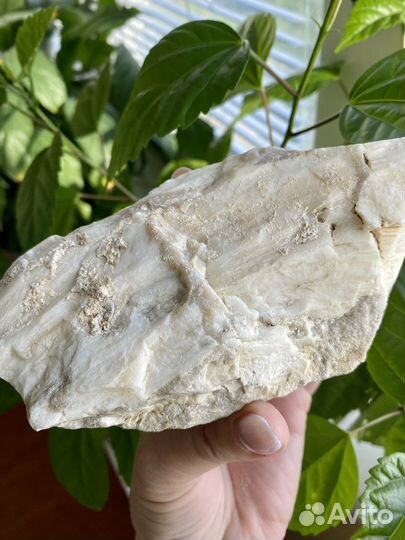 Окаменелое Дерево