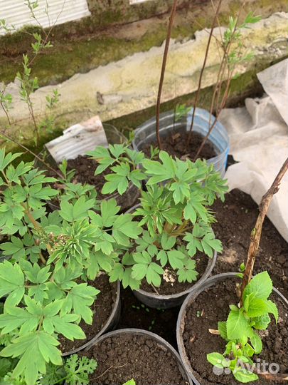 Хосты ,монтбреция (крокосмия)пионы,и другие