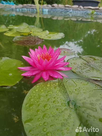 Нимфея Тан-Кван