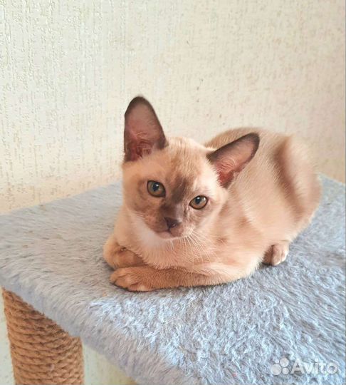 Бурма породистая Шампань. с Сильной родословной