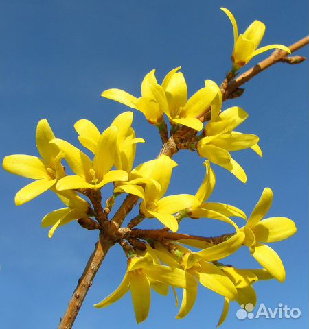Продаем саженцы форзиции Малуш