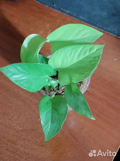 Сингониум Конфетти