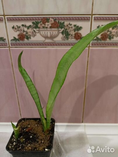 Сансевьерия Сильвер Квин. Sansevieria Silver queen