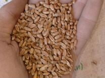 Зерно пшеница,ячмень, горох, семечка маслянка