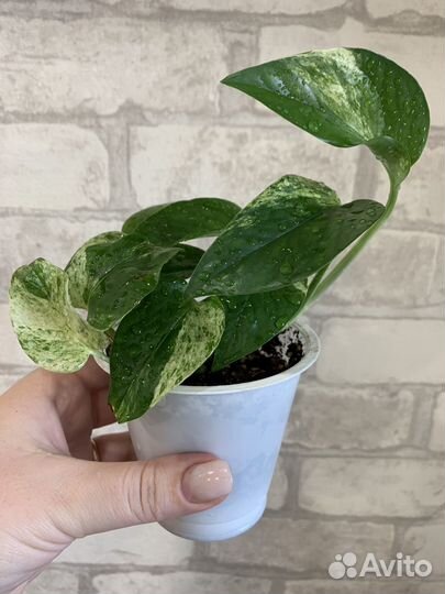 Сциндапсусы