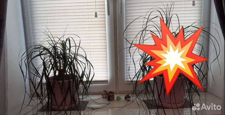 Нолина Бокарнея 1шт