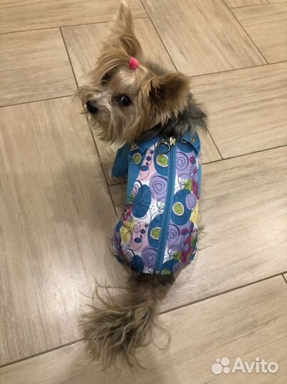 Одежда для маленьких собак