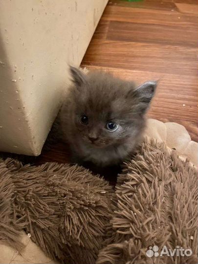 Котята в добрые руки бесплатно