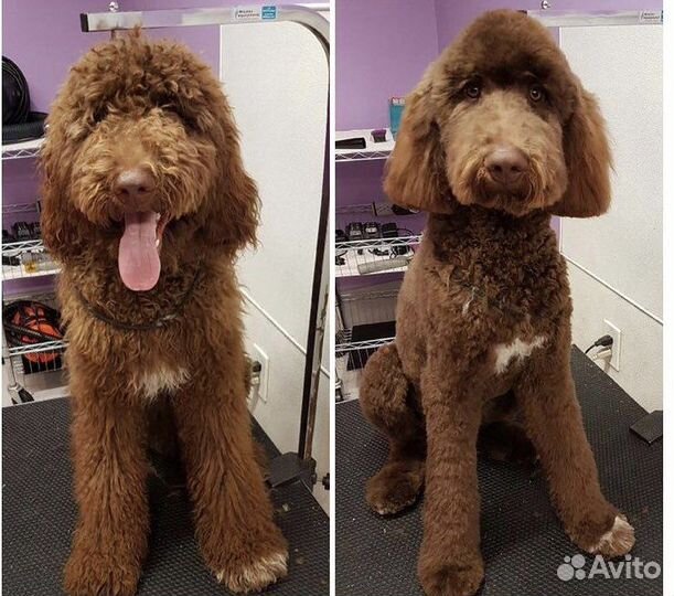 Стрижка собак и кошек