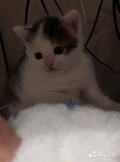 Отдам в добрые руки котенка девочку